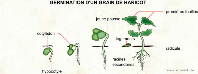 Germination d'un grain de haricot (Dictionnaire Visuel)